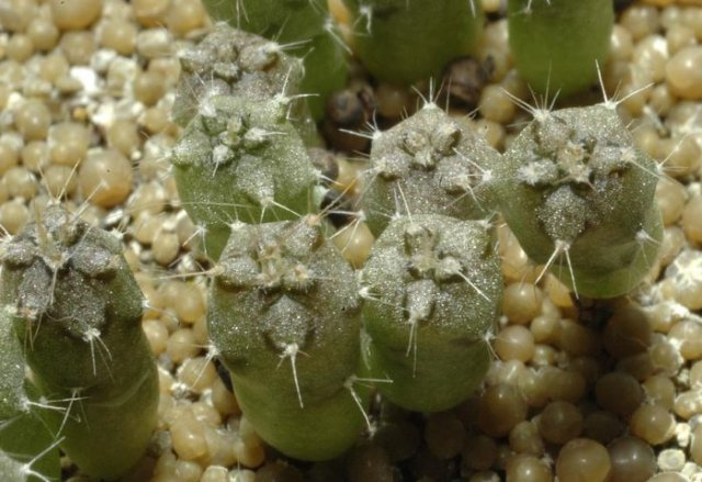 Gymnocalycium_lukasikii